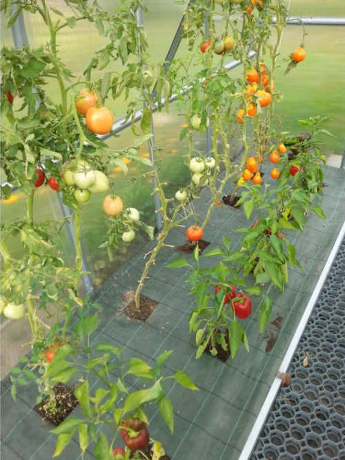 prostorný polykarbonátový zahradní skleník